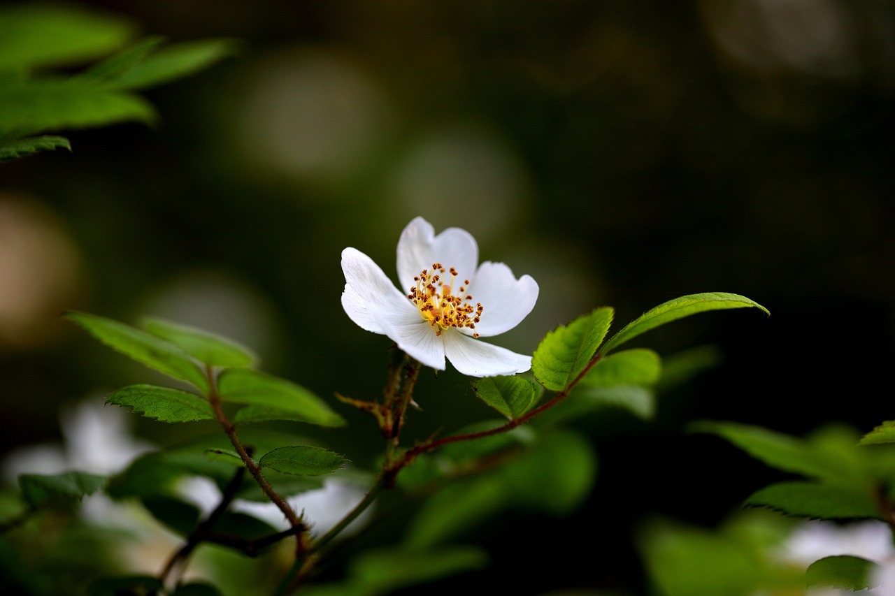 属鼠人养花