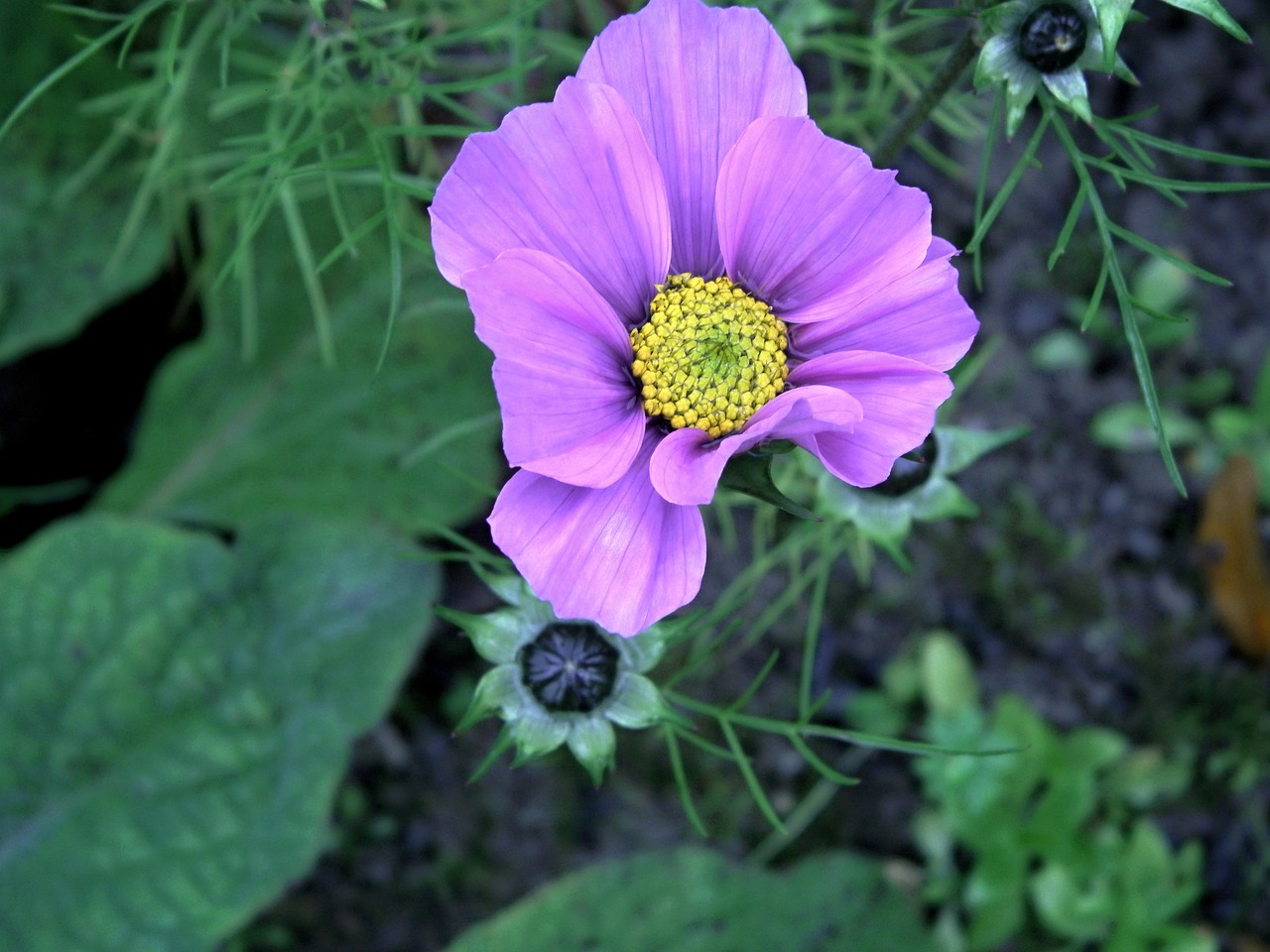 生肖狗的本命花揭秘，最新风水解读