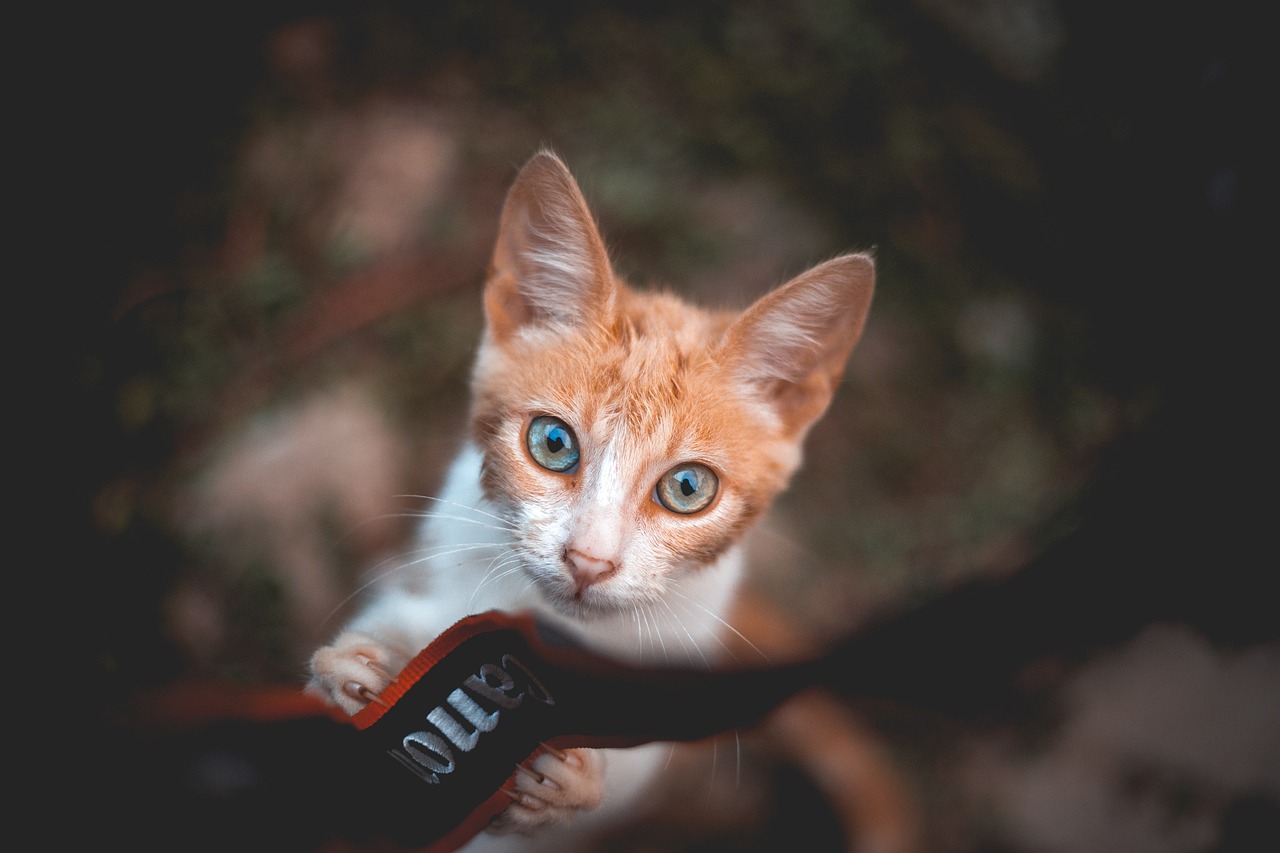 梦见黑猫与白猫，风水与梦境的深度解读