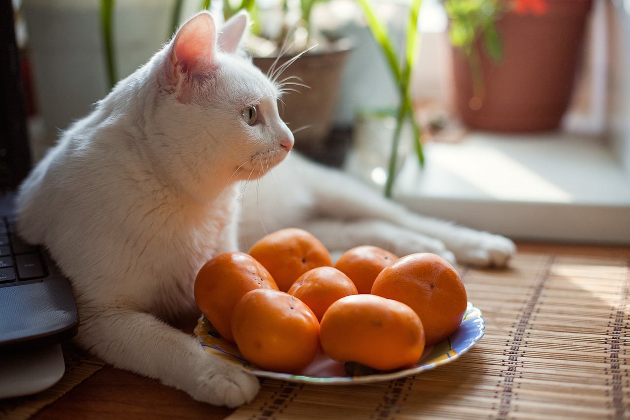 梦见抱猫回家，最新风水解读与预兆分析