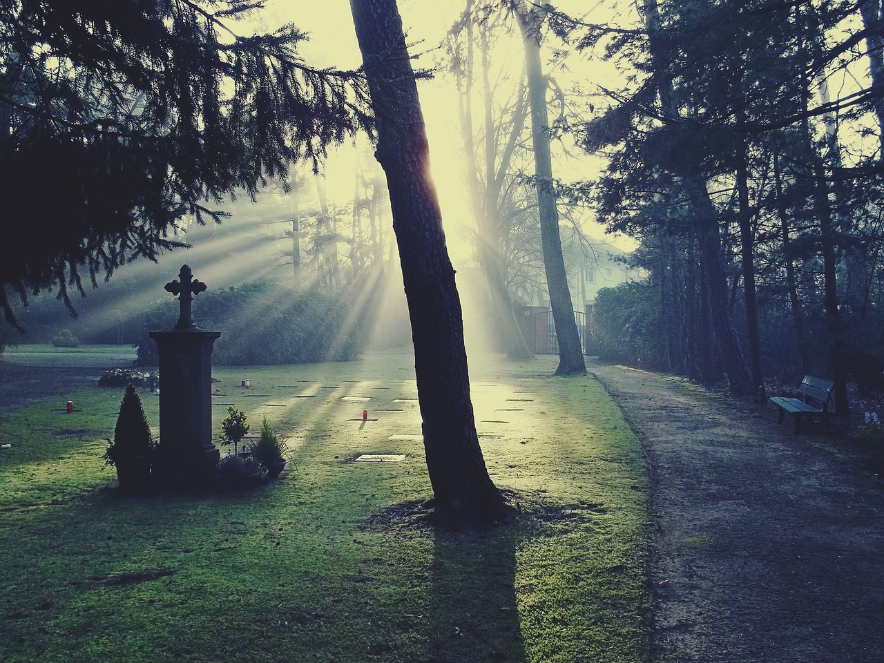 坟前栽花树最新风水指南，选对树种，福泽后代