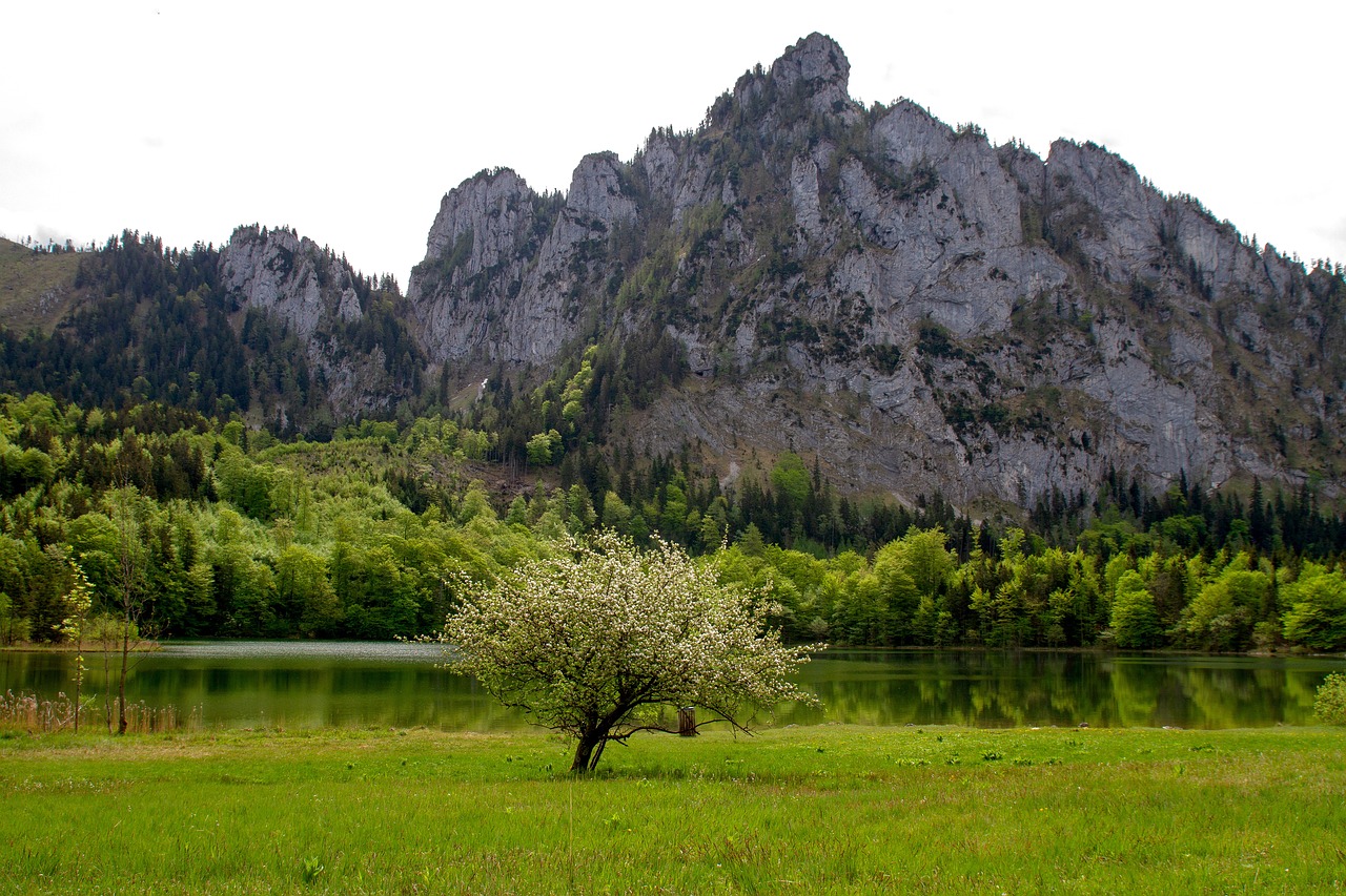 坟前栽花树最新风水指南，选对树种，福泽后代